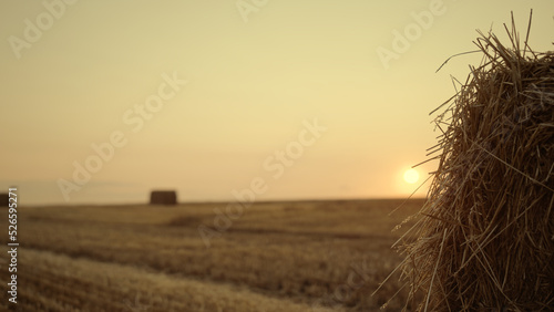 Fotografiet Man walk haystack field at golden sunset cropping season