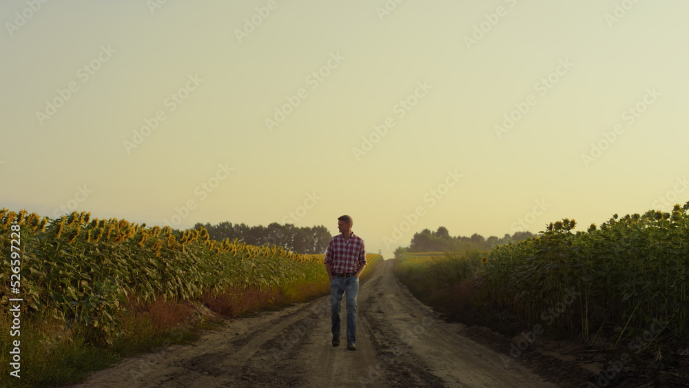 Agribusiness owner going road at sunflower field. Farmer inspecting plantation