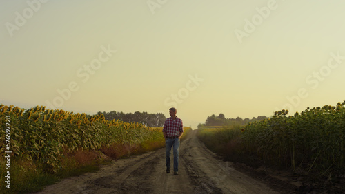 Agribusiness owner going road at sunflower field. Farmer inspecting plantation