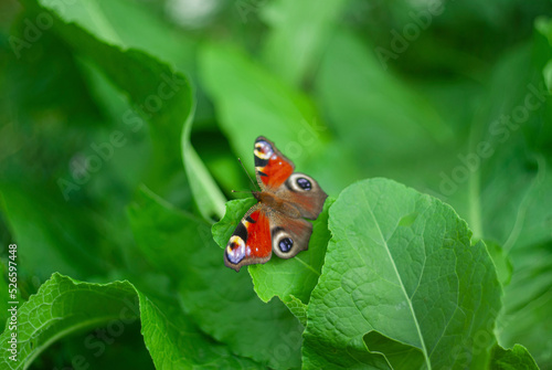 butterfly on leaf