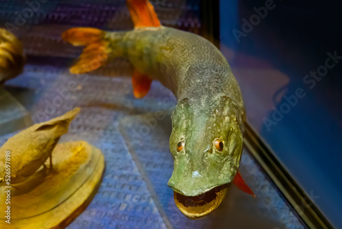 Showcase with exhibits of the Museum. Stuffed reptiles and fish behind glass.
