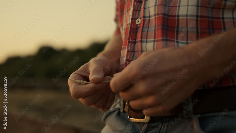 Closeup farmer hands looking wheat spikelet at golden summer sunset field.