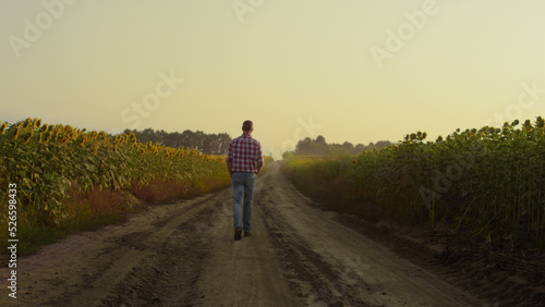 Farmer walking field road rear view. Agronomist inspecting sunflower plantation