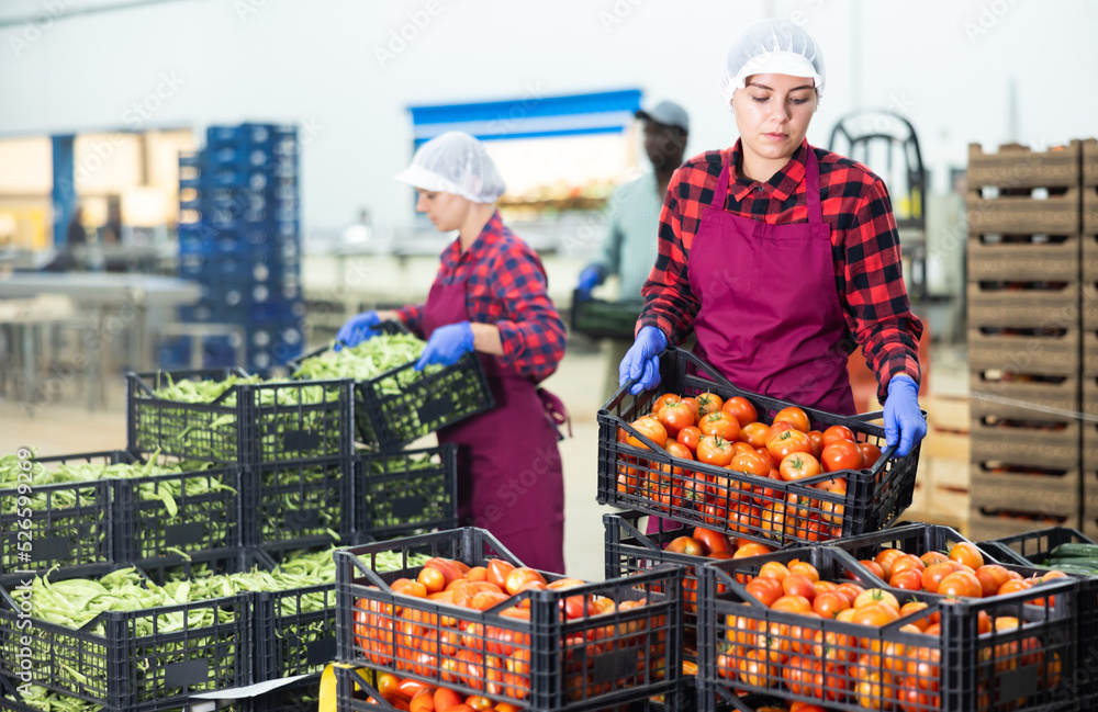 Obraz premium Young woman farmer working at a vegetable depot puts crates of tomatoes on top of each other
