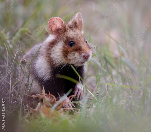 european fiel hamster