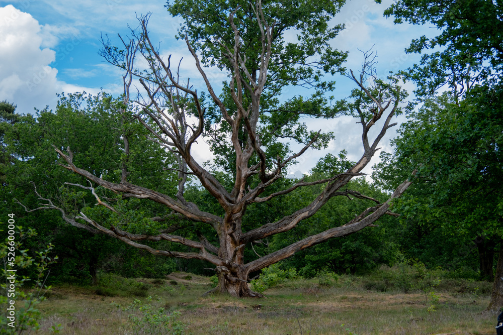 Fototapeta premium trees in the forest