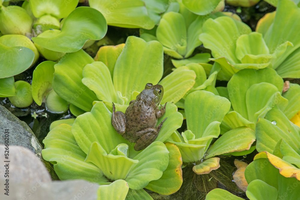 A young frog rests on water lettuce in a pond. A young frog rests on water lettuce in a pond.