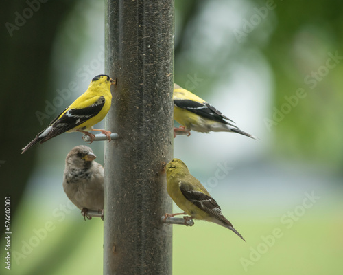 Yellow finches dominate the perches on a feeder.