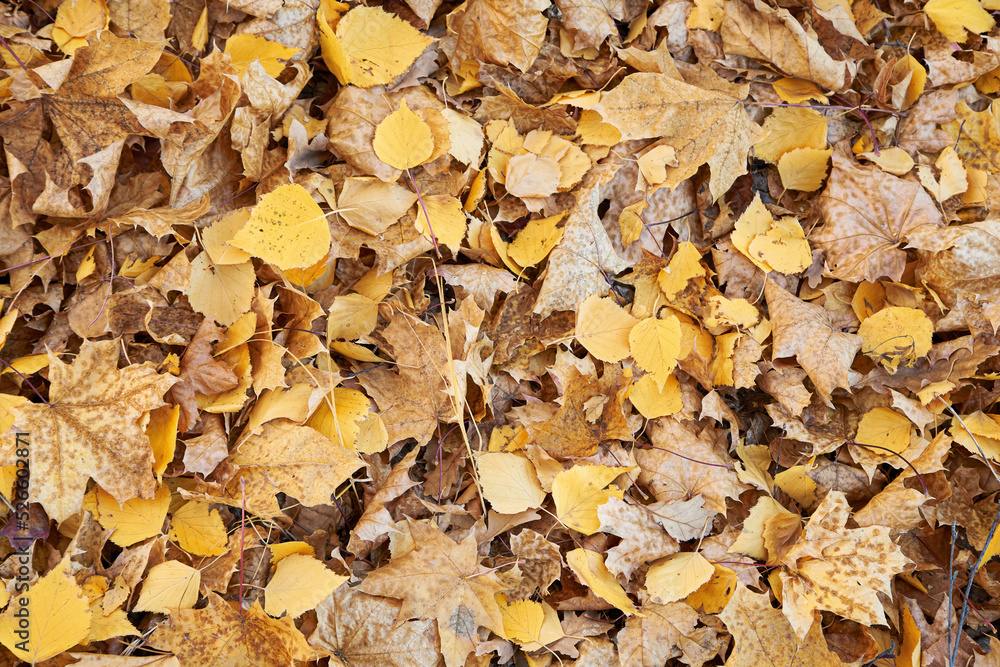 Autumn leaves close up in the forest. Autumn background. Autumn leaves close up in the forest. Autumn background.