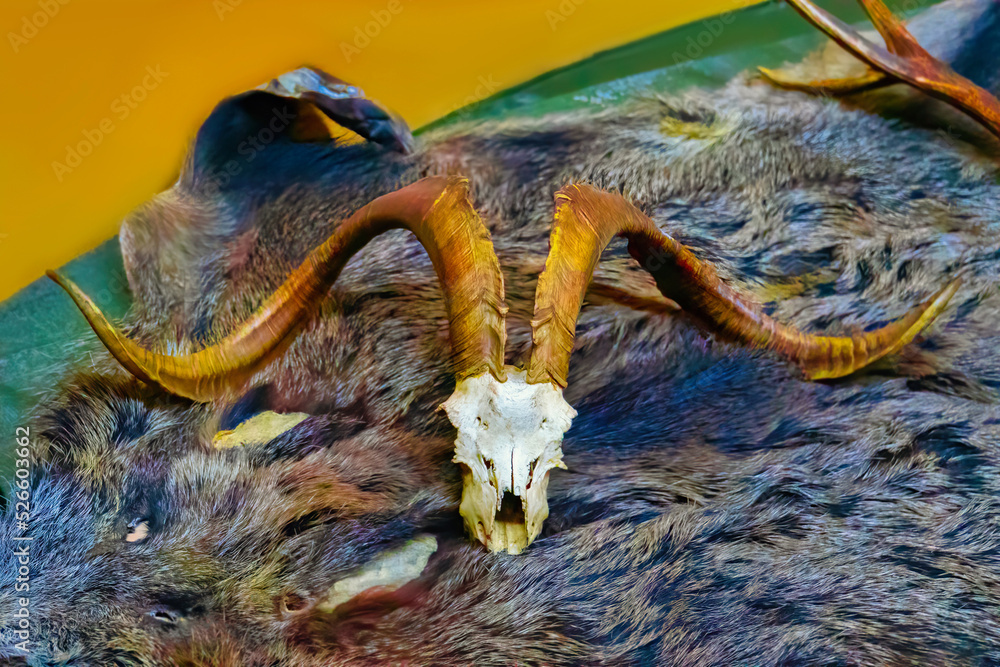 Fototapeta premium goat skull on the bear fur, closeup