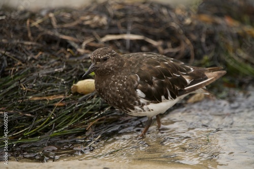 Black Turnstone