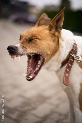 the dog yawns with its mouth wide open