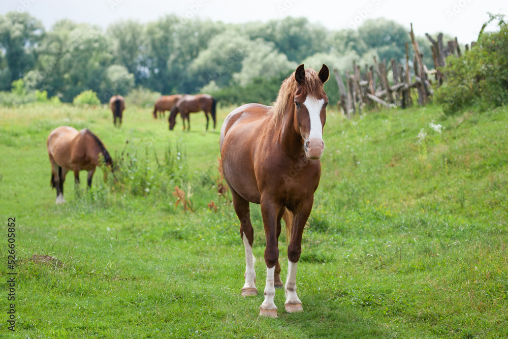 beautiful horses graze in the pasture