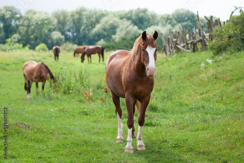 beautiful horses graze in the pasture © Tsyb Oleh
