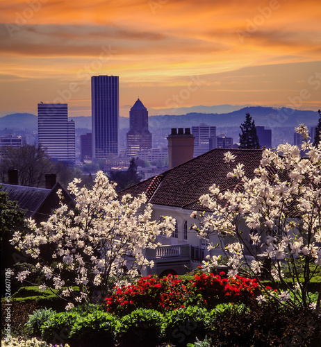 Tall buildings in Downtown Portland, Oregon, viewed froma acity park with star magnolia trees blooming, on a hill above. photo