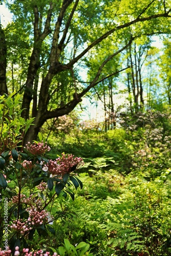 spring in the forest