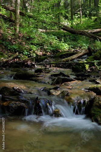 stream in the forest