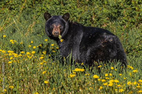Black bear in a field of Dandelions with Dandelions hanging from his mouth. 