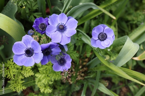 Beautiful blue anemone flowers growing outdoors  top view. Spring season