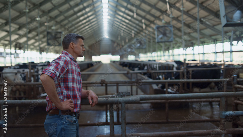 Farm employee controlling dairy production in cowshed looking livestock herd