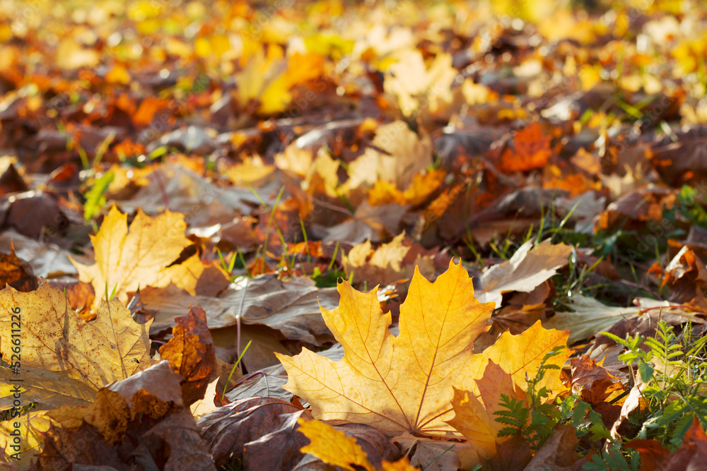 autumn maple tree leaves on the ground wirth warm sunny light autumn maple tree leaves on the ground wirth warm sunny light