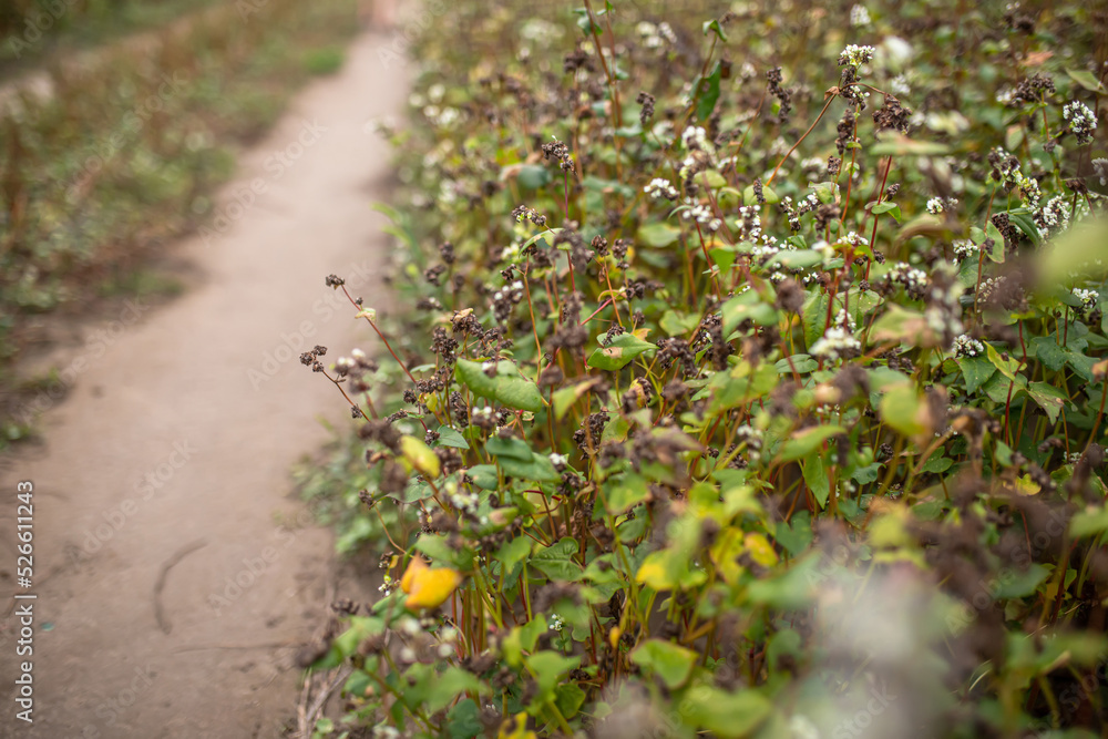 Obraz premium Buckwheat at the stage of ripening before harvesting. Fagopyrum esculentum, Japanese buckwheat and silverhull buckwheat blooming on the field. Close-up flowers of buckwheat. Soft focus