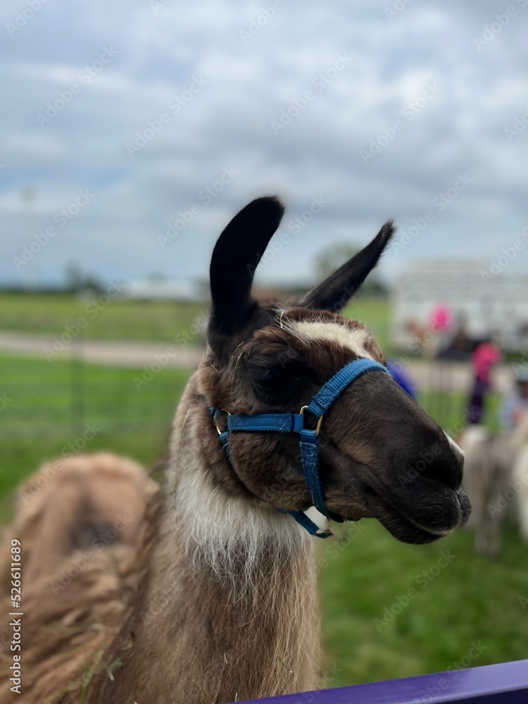 Naklejka premium Brown Llama