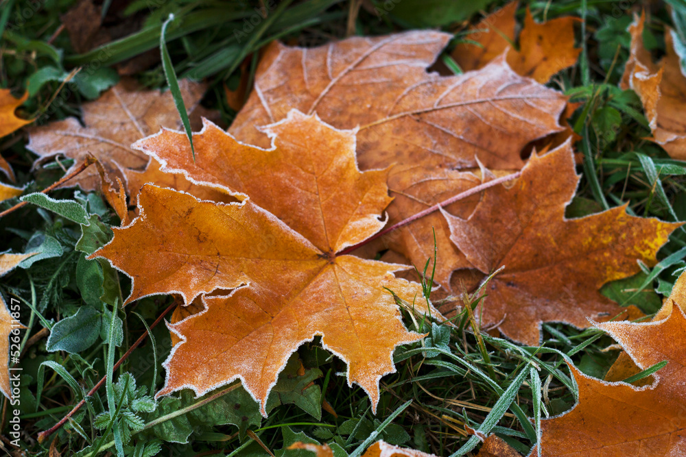 autumn maple leaves with frost on the morning cold ground in october