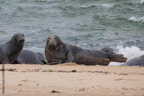 Seals At The Beach Looking At Camera Curiously With Ocean Waves In The Background  photo