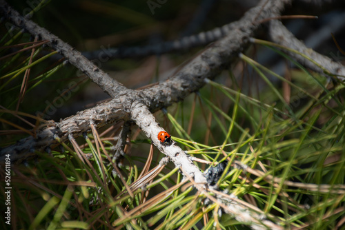 Ladybird of Mount Etna, runs along a pine branch, in front of it a volcanic lapillus. Nothing can stop me! photo