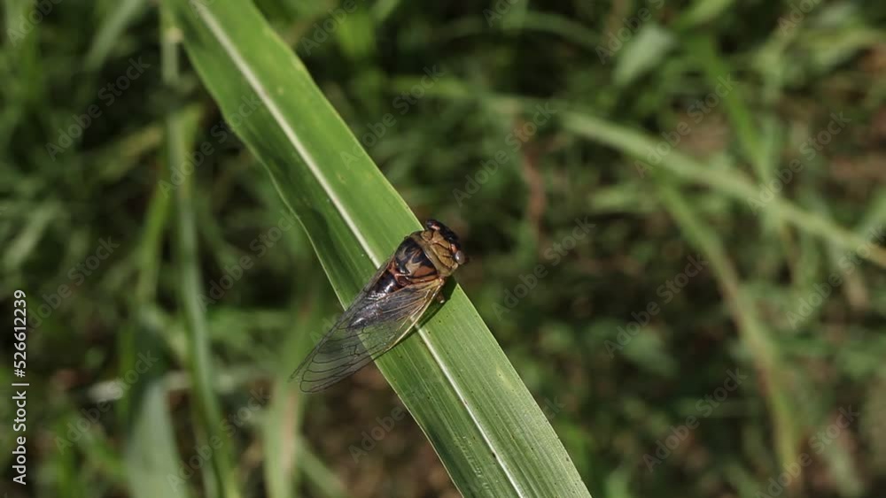 Winged Insect Rests On Large Blade of Grass Winged Insect Rests On Large Blade of Grass