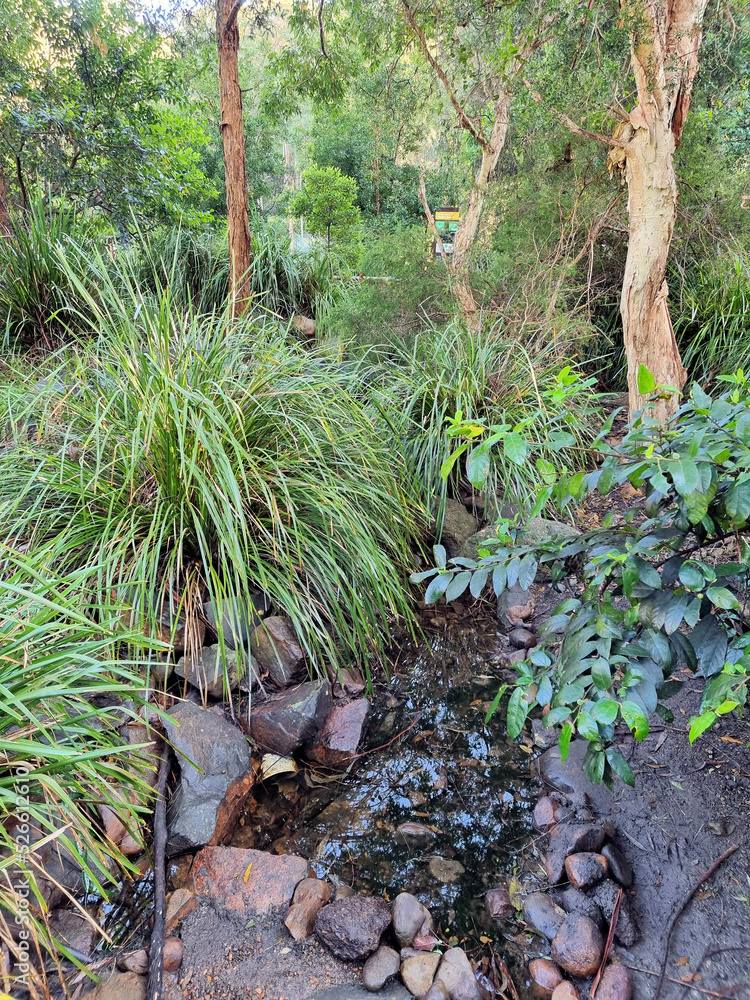 Obraz premium Creek Bed Running Through Australian Bush at Blackbutt Reserve Newcastle New South Wales Australia. A rocky creek surrounded by eucalypts