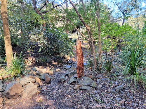 Creek Bed Running Through Australian Bush at Blackbutt Reserve Newcastle New South Wales Australia. A rocky creek surrounded by eucalypts photo