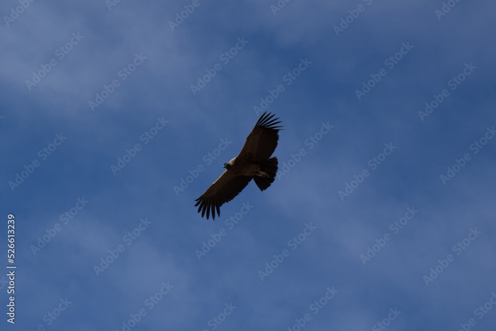 Obraz premium Andean condor (Vultur gryphus) flying with open wings through the blue sky in the mountains of the Colca Canyon in Peru. One of the largest flying birds in the world.
