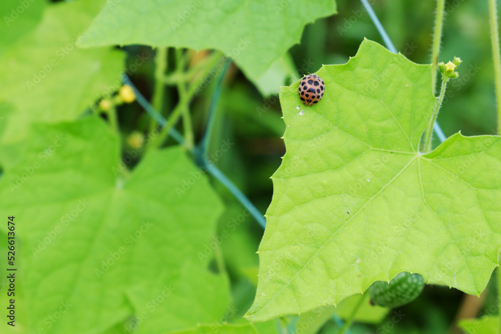 Coccinellidae. A pest beetle with a bright spotted color eating a cucumber leaf. Coccinellidae. A pest beetle with a bright spotted color eating a cucumber leaf.