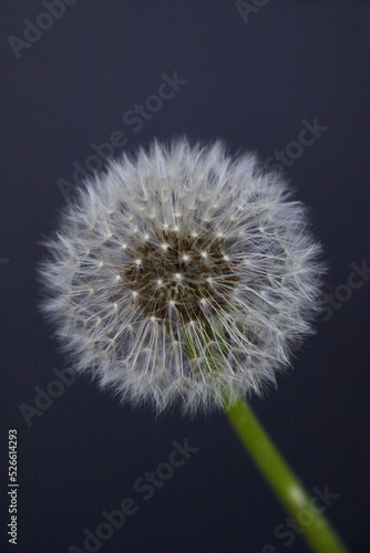 Dandelion flower seed pod