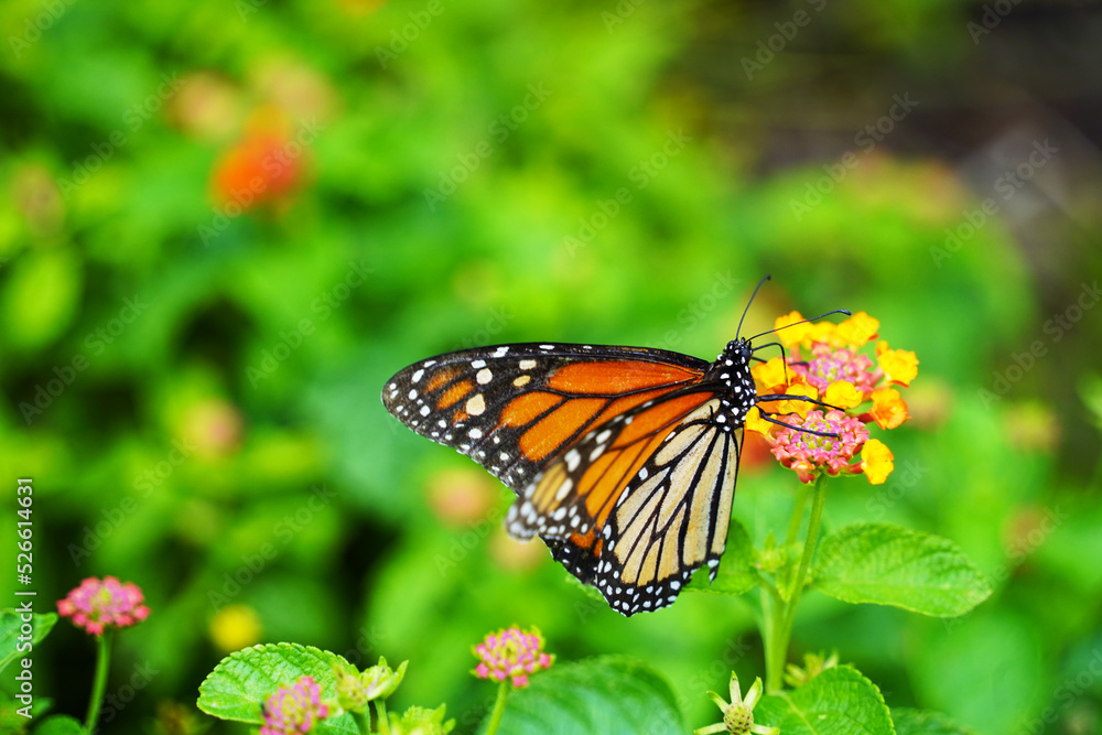 Fototapeta premium monarch butterfly on a flower