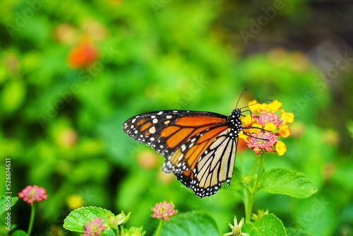 monarch butterfly on a flower © Jennifer