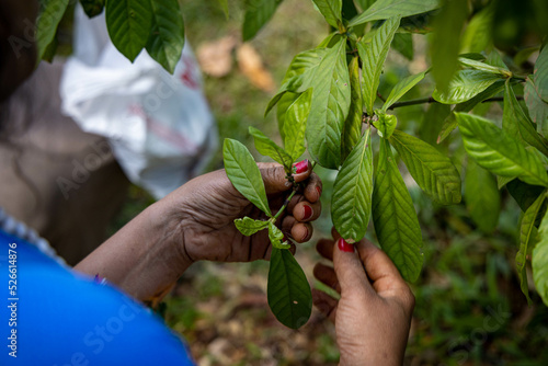 Colheita das folhas de Chacrona (Ayahuasca)