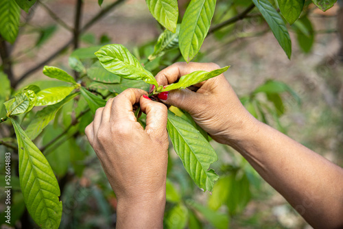 Colheita das folhas de Chacrona (Ayahuasca)