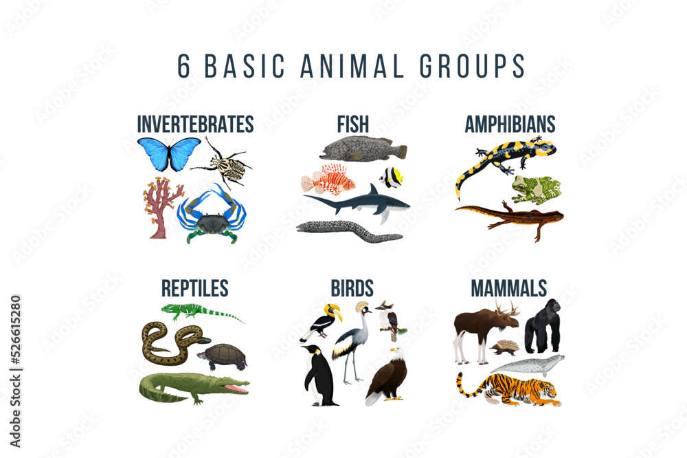 Basic animal groups and biological educational zoology scheme