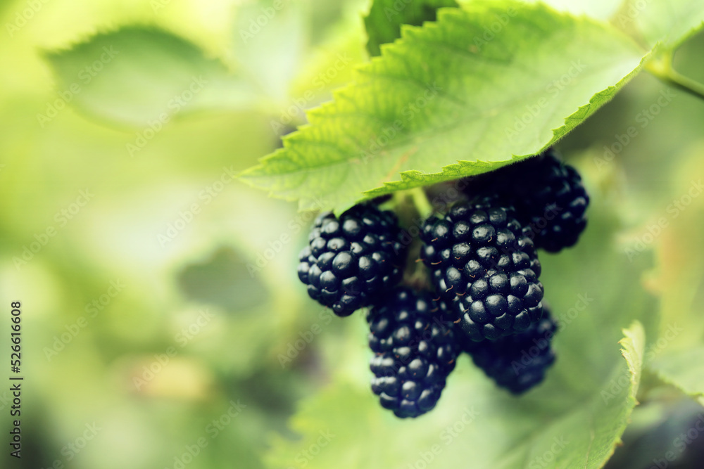 Blackberry bush with ripe berries in garden, closeup Blackberry bush with ripe berries in garden, closeup