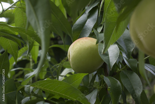 It is a tree where peach fruits grow.
