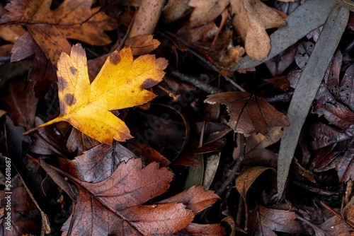 fallen autumn leaves on the ground