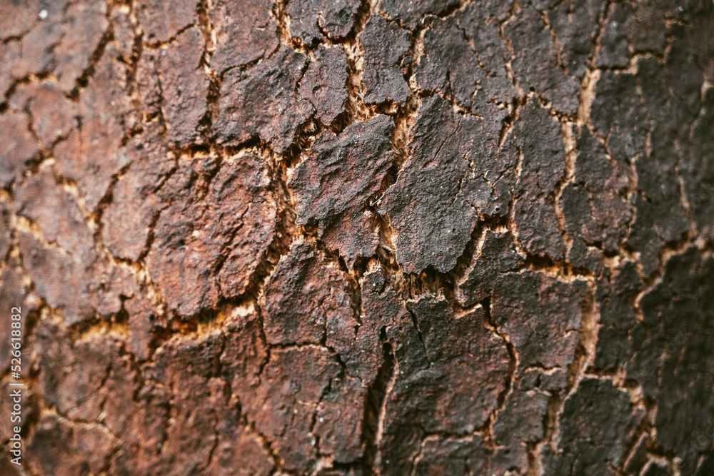 Oak bark texture Oak bark texture