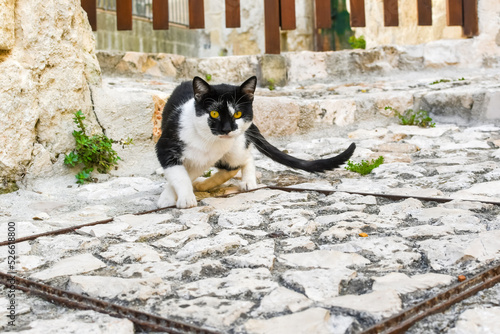 A beautiful black and white stray cat with golden brown eyes is startled and starts to run away in Matera, Italy.