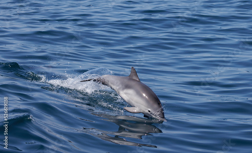 Dolphin jumping  © FPLV