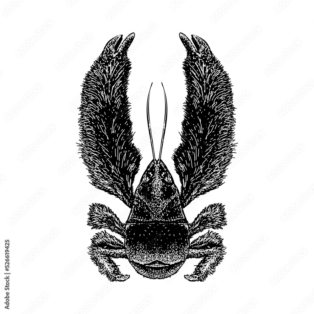 Yeti Crab hand drawing vector illustration isolated on background Stock