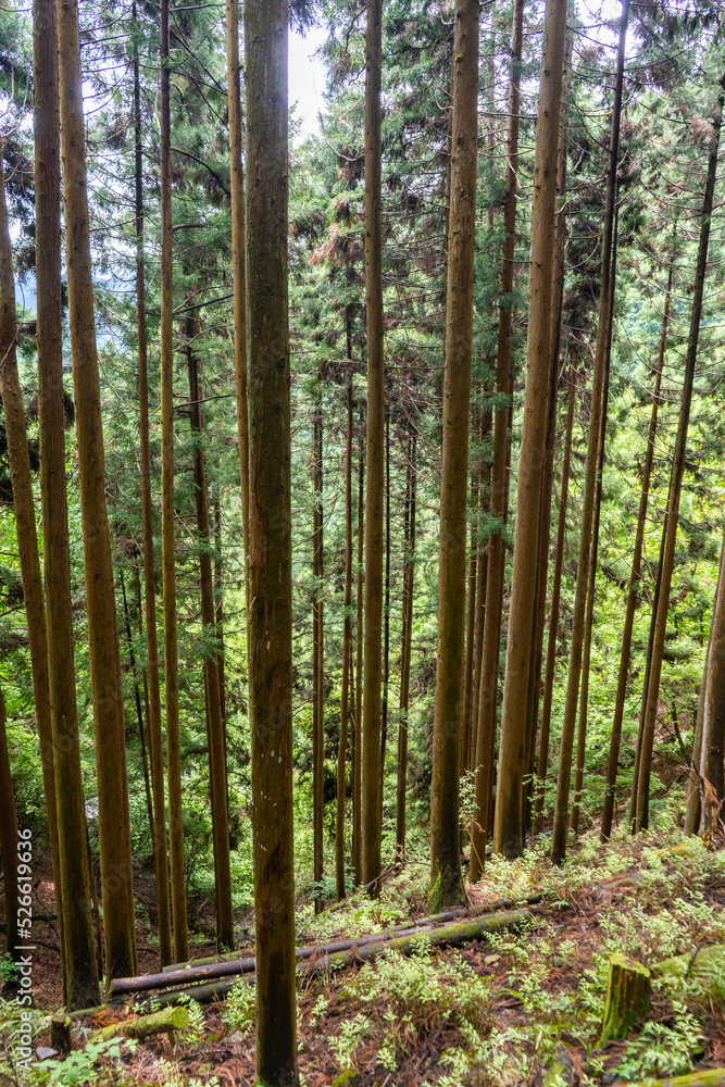 垂直に伸びる木々 垂直に伸びる木々
