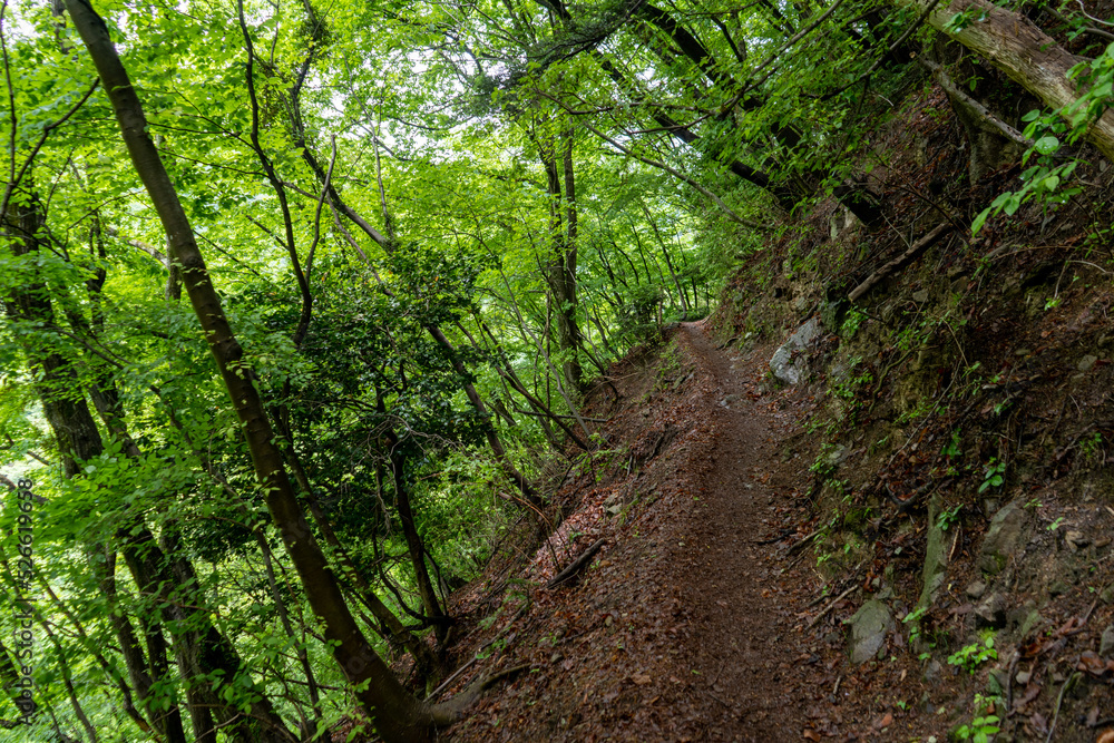 緑が生い茂る山道